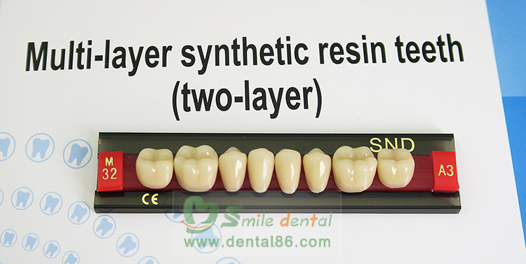 Synthetic Resin Teeth Four Layer